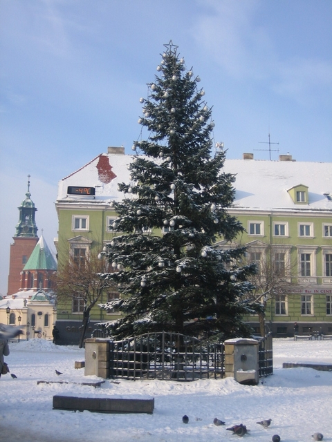 Choinka - w Gnieźnie - Rafał Muniak