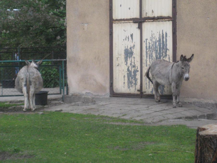 osiołki stare zoo (1) - Jacek Butlewski 