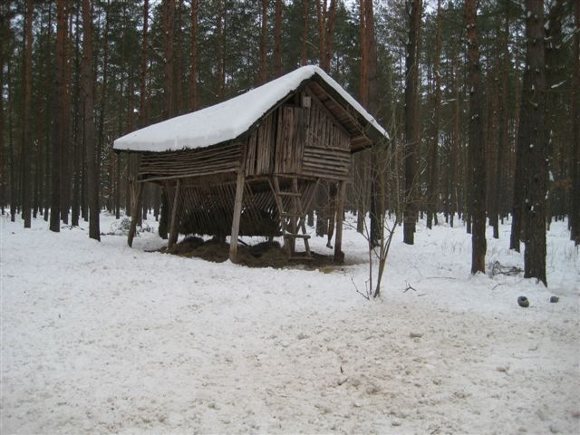 paśnik las zima - Wiesława Pinkowska