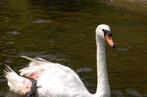 łąbędź - Policja