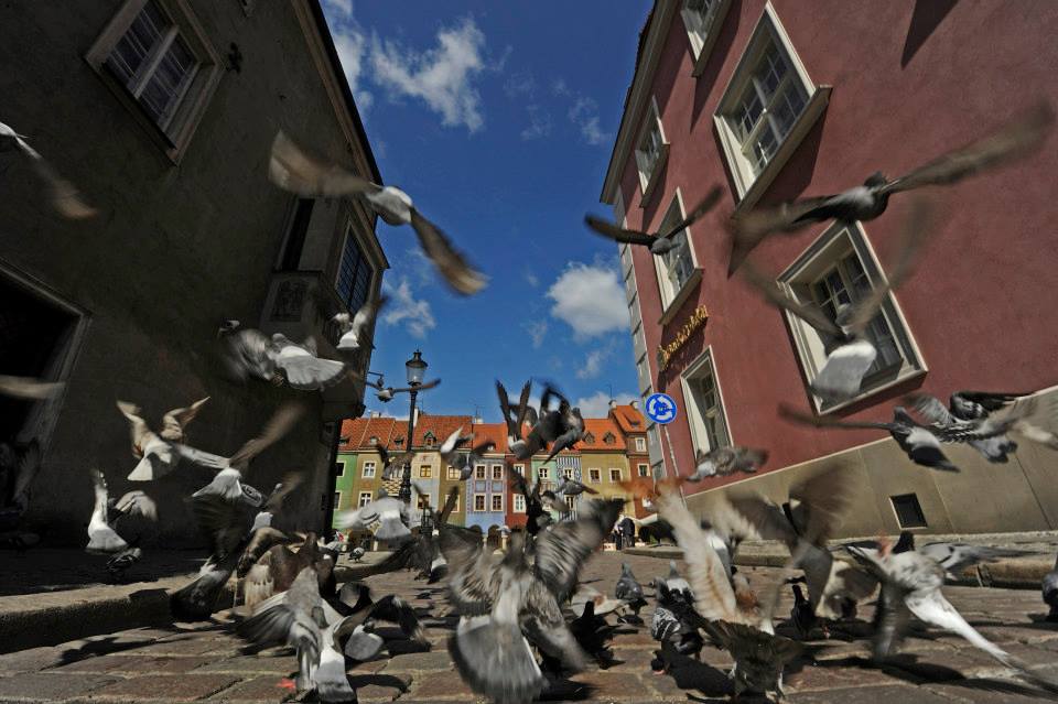 fotografie starego rynku - Robert Woźniak - Stowarzyszenie Na Wrocławskiej