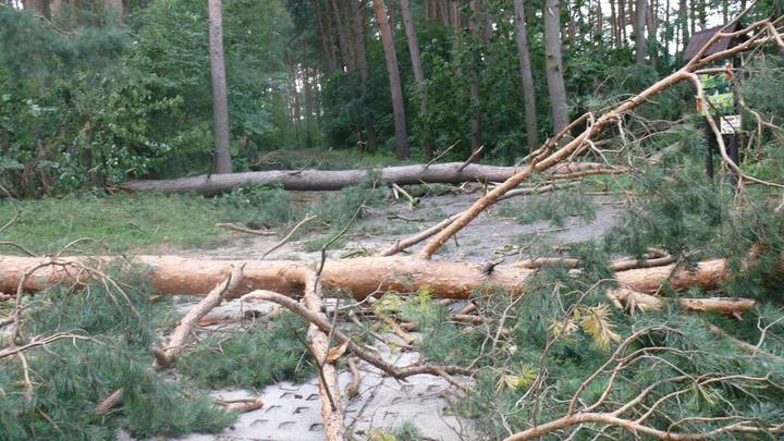 powalone drzewa w zoo - Nowe Zoo