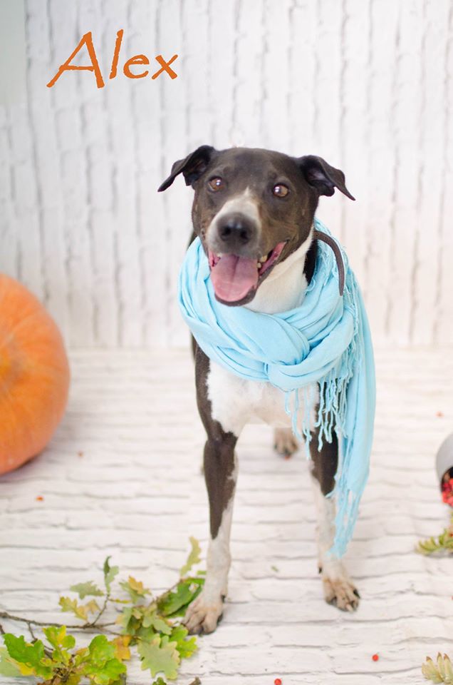 Międzygminne Schronisko dla bezdomnych zwierząt w Henrykowie