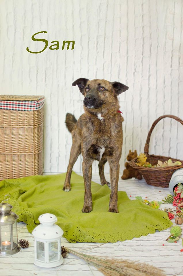 Międzygminne Schronisko dla bezdomnych zwierząt w Henrykowie