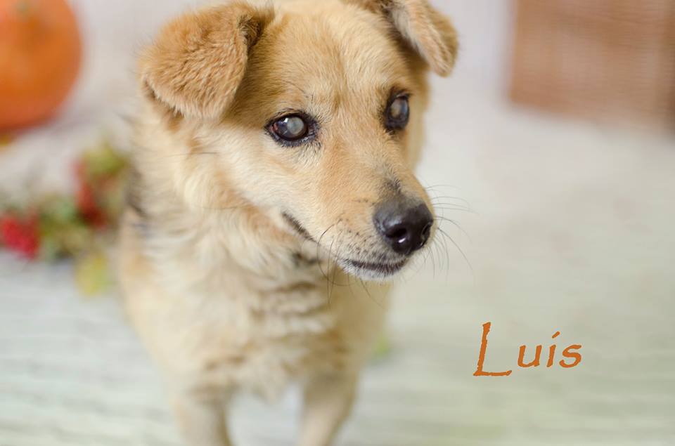 Międzygminne Schronisko dla bezdomnych zwierząt w Henrykowie