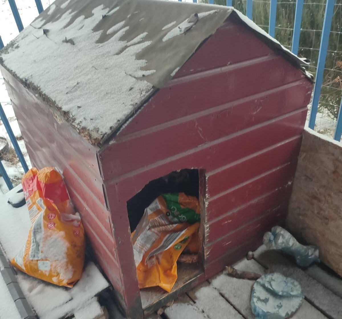 Zamarznięty pies pod Obornikami. Zakopywał nieżywe zwierzę