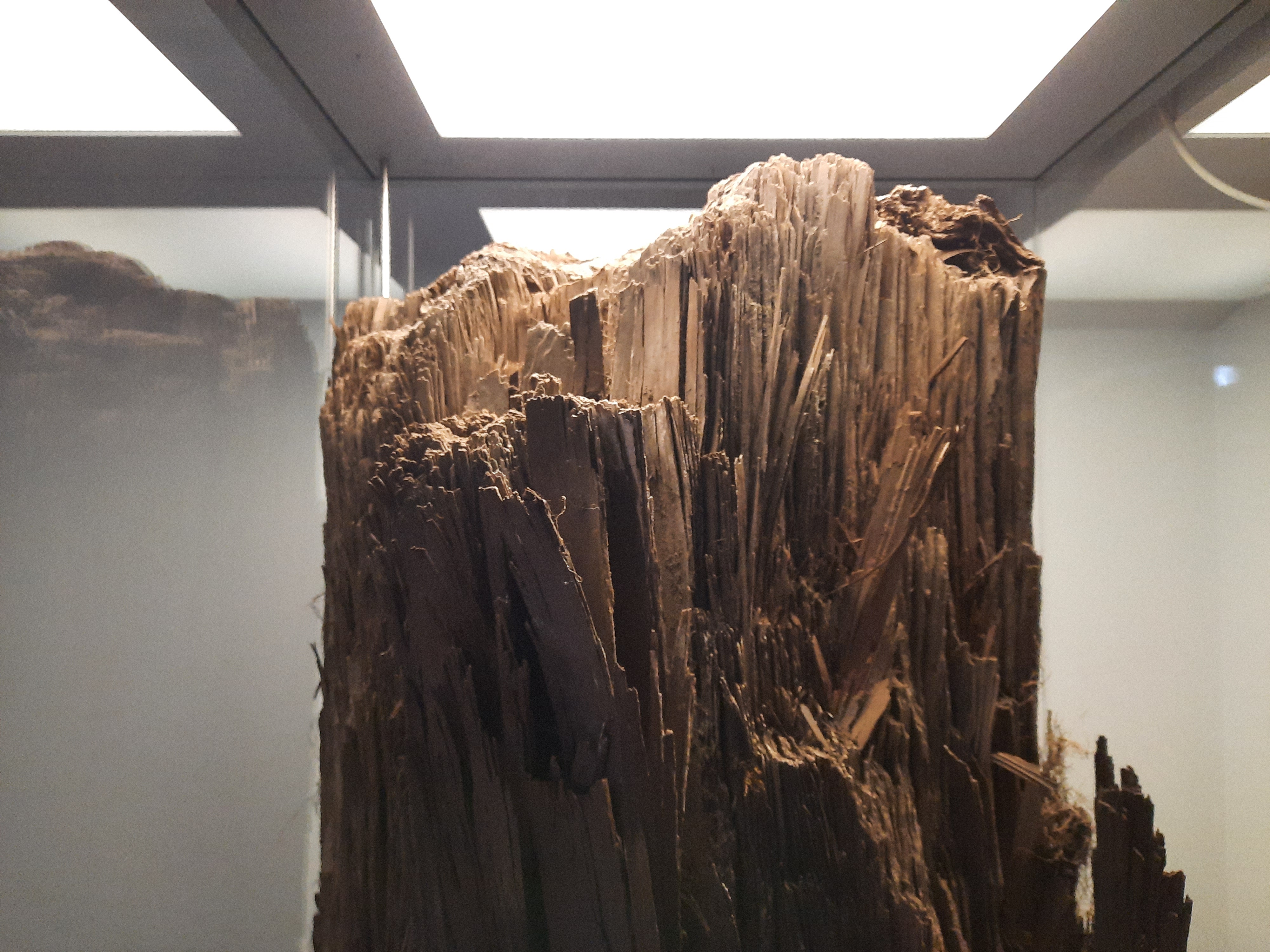 Kopalnia znów odsłania przeszłość. Ksylit sprzed milionów lat w Koninie