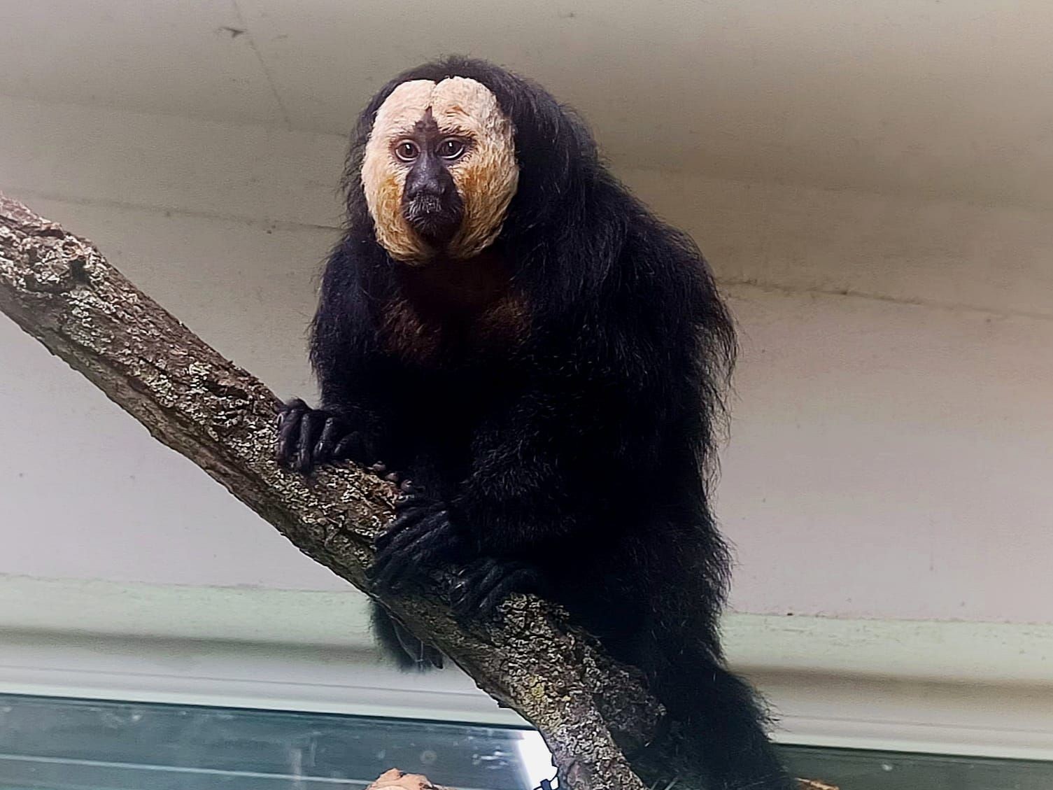 Przez błąd pracowników małpka z poznańskiego zoo straciła palce. Radna PiS oczekuje konsekwencji