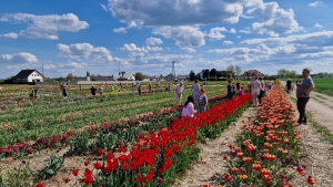 Międzynarodowe Targi Tulipanów w Chrzypsku Wielkim - dzień drugi. Teraz czas na ekspertów