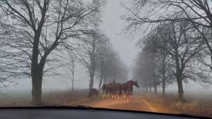 Spłoszone konie na drodze. Niebezpieczna sytuacja w gminie Czempiń