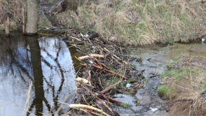Mieszkaniec i ekolog apelują o usunięcie tam bobrowych. Poznańscy leśnicy odmawiają