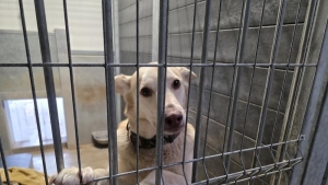 Nieprawidłowości w schroniskach dla zwierząt. Jak działają placówki w Wielkopolsce?