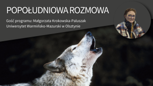 Czy wilki w Polsce są problemem? Ostatnio jest ich coraz więcej