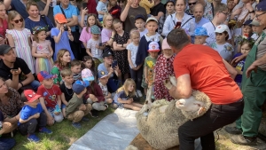 Strzyżenie owiec hitem festynu w Szreniawie. Muzeum odwiedziły setki ludzi