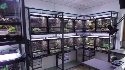 Nawet 40 procent płazów zagrożonych. Poznańskie ZOO reaguje