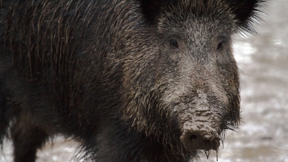 ASF w odwrocie w powiecie jarocińskim