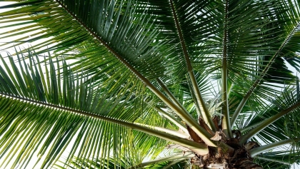 W centrum Kalisza stanęła żywa palma. W sieci zawrzało