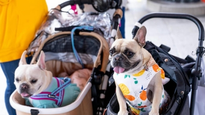 Psieci zamiast synów i córek? Tajwańczycy mówią sprawdzam