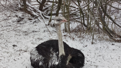 Kat strusia Zenka idzie za kraty. Jest wyrok poznańskiego sądu 