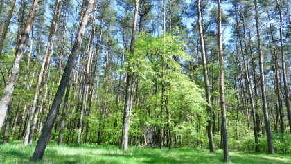 Minister klimatu: lasy społeczne miałyby powstać w obrębie 9 aglomeracji miejskich