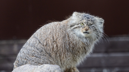 Zaginęła Bożenka. Dziki kot z poznańskiego ZOO na wolności