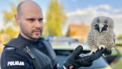 Policjanci z Raszkowa uratowali ranną sowę