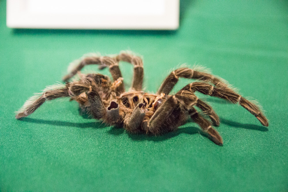 Egzotyczny weekend w Poznaniu. Pająki i skorpiony na wystawie